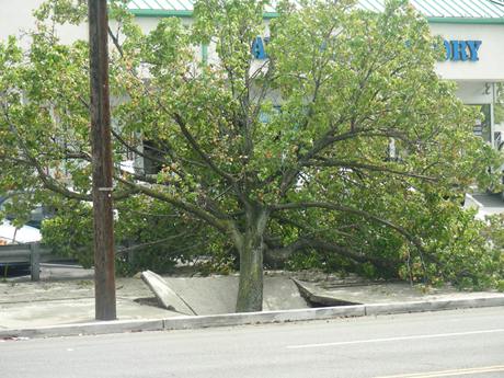 tree implossion